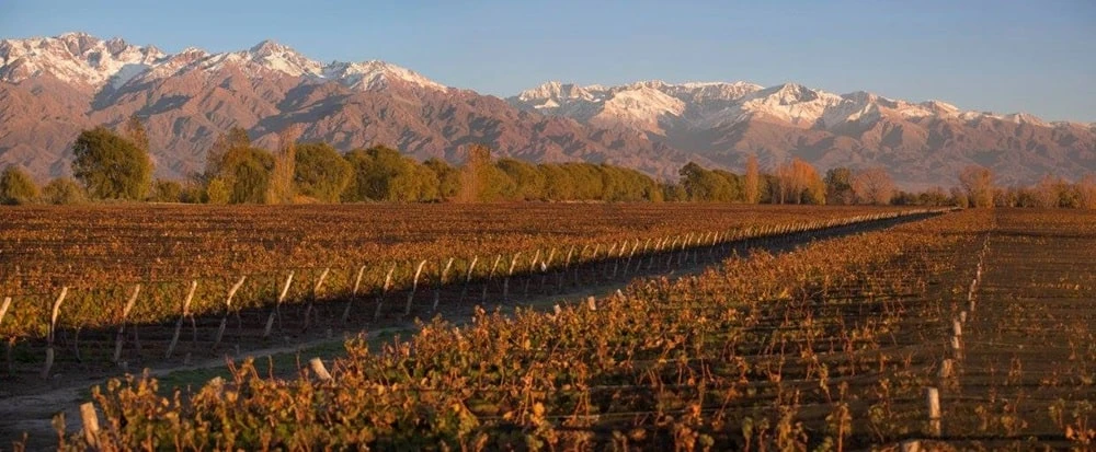 Szőlőtőkék a mendozai borvidéken