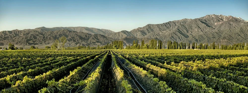 Salta borvidéke az Andok lábainál