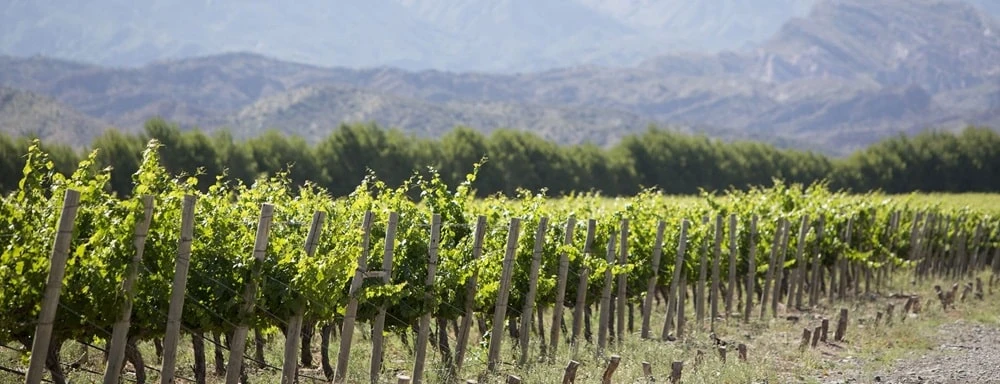 San Juan, a legrégebbi argentín borvidék
