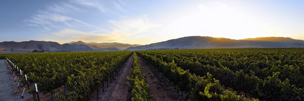 J. Lohr, a kaliforniai Central Coast úttörő borászata