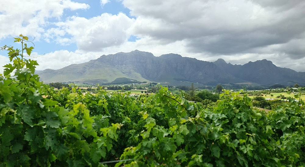 Kleine Zalze, Dél Afrika 300 éves múlttal rendelkező borászata