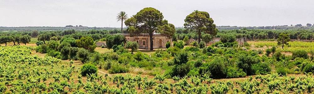 Két borászat Pugliából: Masseria Pietrosa és Masca del Tacco