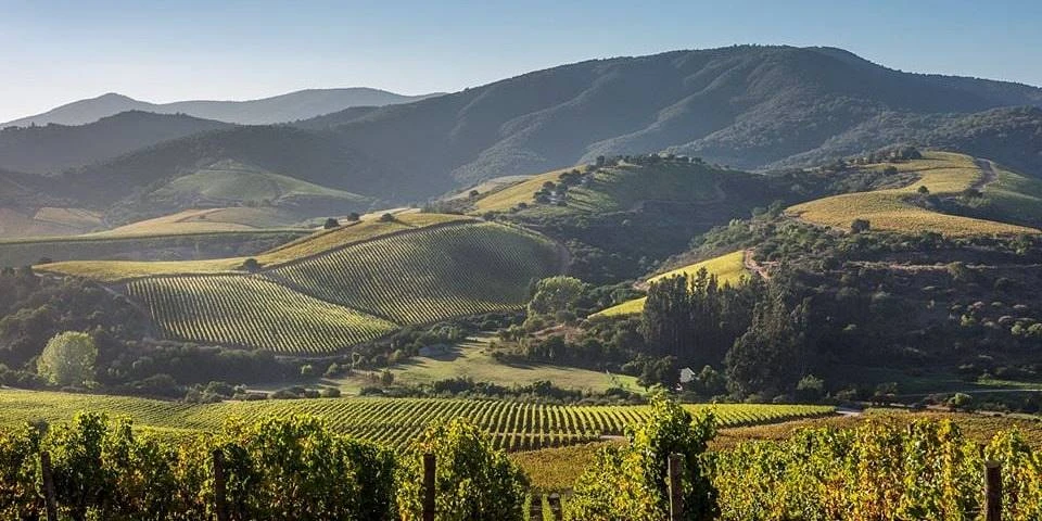 Az Errazuriz chilei Syrah szőlői