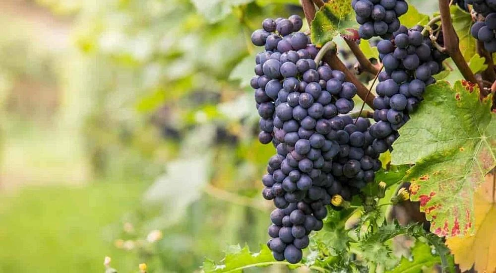 Syrah borszőlő Chilében