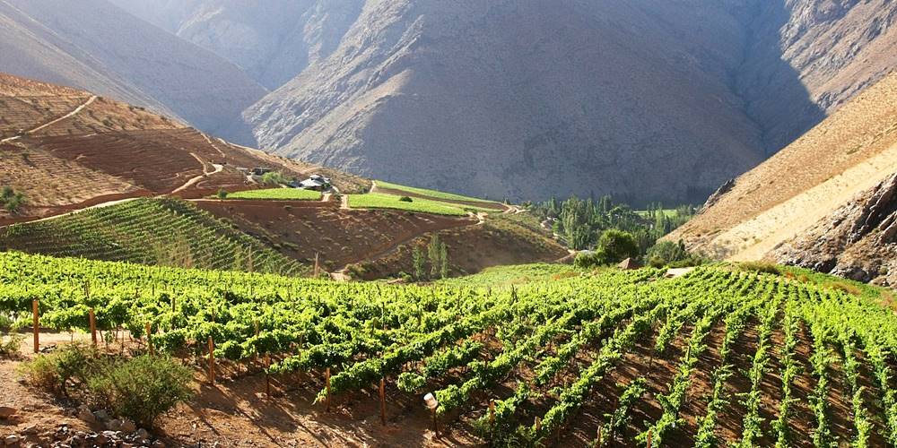 Chile völgyei, syrah borai