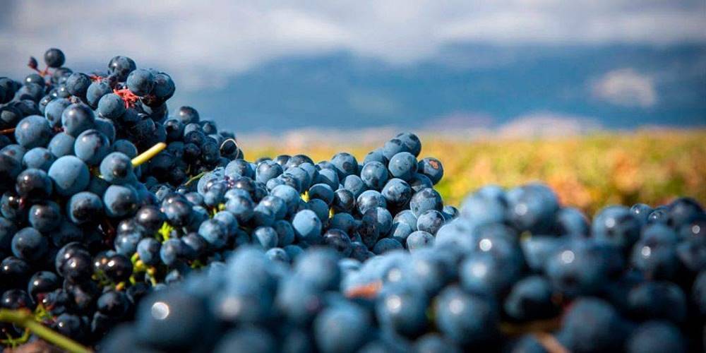 Tempranillo, egy őshonos ibériai szőlőfajta