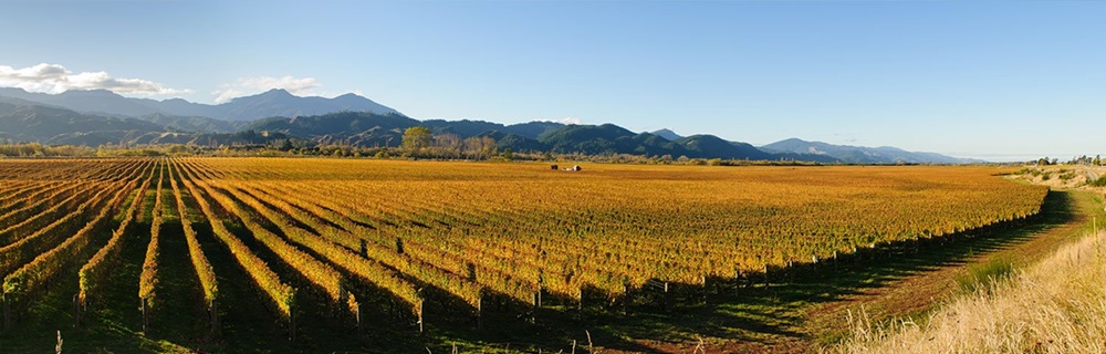 Az 5 legjelentősebb borvidék Új-Zélandon